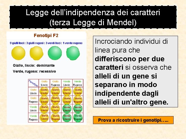 Legge dell’indipendenza dei caratteri (terza Legge di Mendel) Fenotipi F 2 Giallo, liscio: dominante Legge dell’indipendenza dei caratteri (terza Legge di Mendel) Fenotipi F 2 Giallo, liscio: dominante