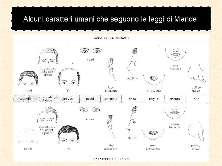 Alcuni caratteri umani che seguono le leggi di Mendel Alcuni caratteri umani che seguono le leggi di Mendel