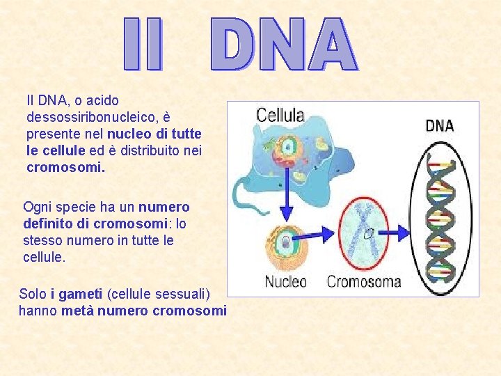 Il DNA, o acido dessossiribonucleico, è presente nel nucleo di tutte le cellule ed Il DNA, o acido dessossiribonucleico, è presente nel nucleo di tutte le cellule ed