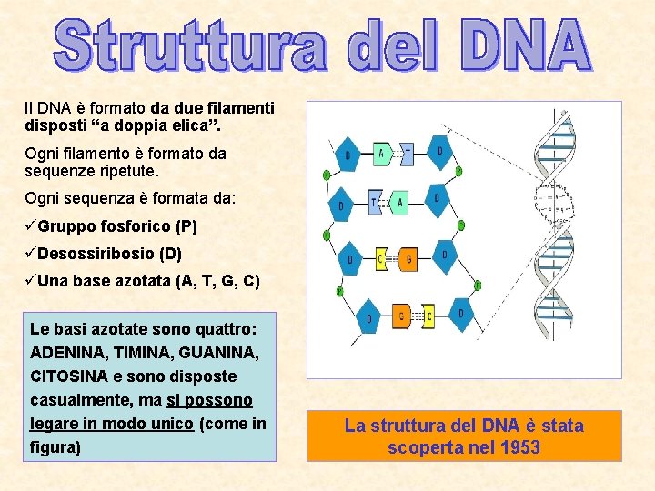 Il DNA è formato da due filamenti disposti “a doppia elica”. Ogni filamento è Il DNA è formato da due filamenti disposti “a doppia elica”. Ogni filamento è