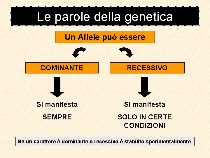 Le parole della genetica Un Allele può essere DOMINANTE RECESSIVO Si manifesta SEMPRE SOLO Le parole della genetica Un Allele può essere DOMINANTE RECESSIVO Si manifesta SEMPRE SOLO