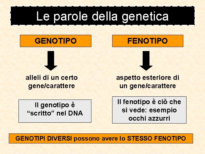 Le parole della genetica GENOTIPO FENOTIPO alleli di un certo gene/carattere aspetto esteriore di Le parole della genetica GENOTIPO FENOTIPO alleli di un certo gene/carattere aspetto esteriore di