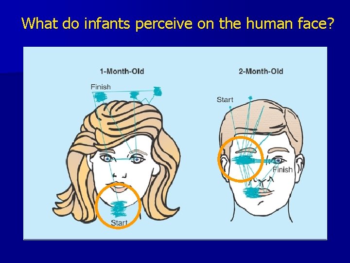 What do infants perceive on the human face? 