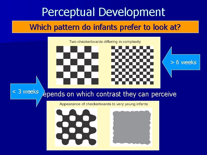 Perceptual Development Which pattern do infants prefer to look at? > 6 weeks <