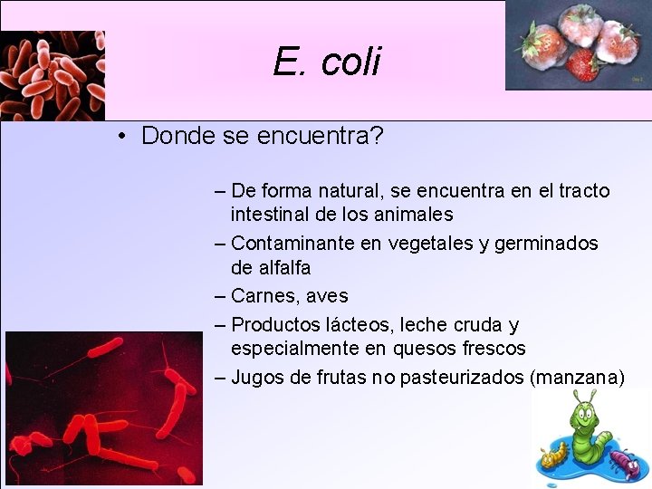 E. coli • Donde se encuentra? – De forma natural, se encuentra en el