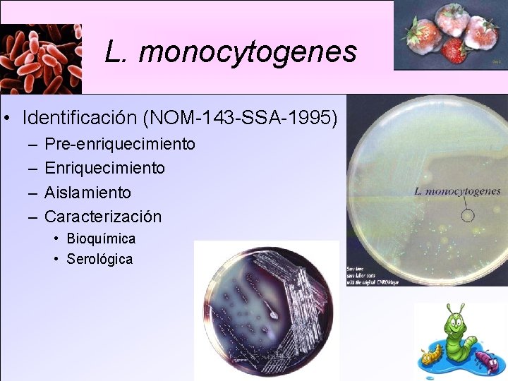 L. monocytogenes • Identificación (NOM-143 -SSA-1995) – – Pre-enriquecimiento Enriquecimiento Aislamiento Caracterización • Bioquímica