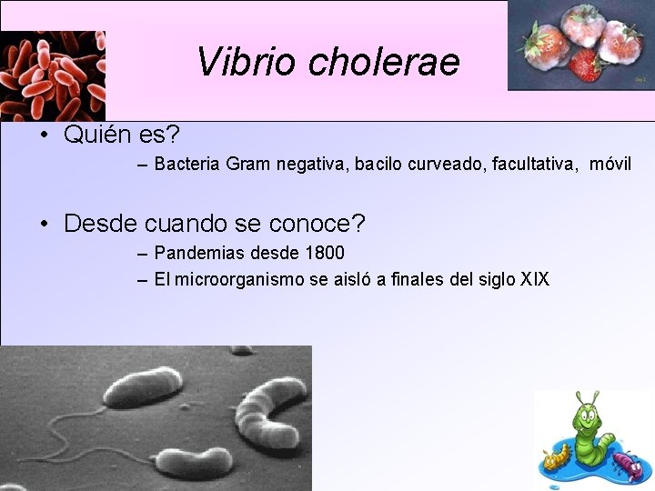 Vibrio cholerae • Quién es? – Bacteria Gram negativa, bacilo curveado, facultativa, móvil •