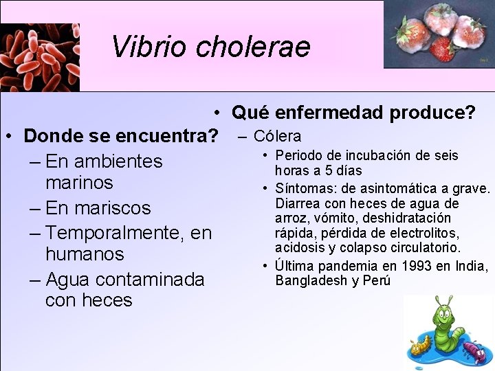 Vibrio cholerae • Qué enfermedad produce? • Donde se encuentra? – Cólera • Periodo