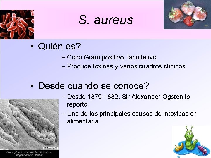 S. aureus • Quién es? – Coco Gram positivo, facultativo – Produce toxinas y