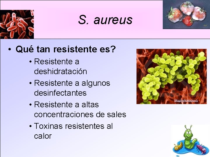 S. aureus • Qué tan resistente es? • Resistente a deshidratación • Resistente a