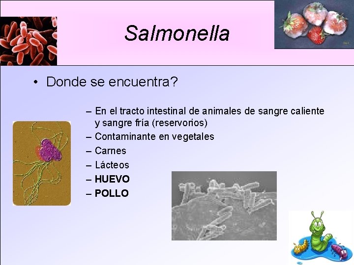 Salmonella • Donde se encuentra? – En el tracto intestinal de animales de sangre