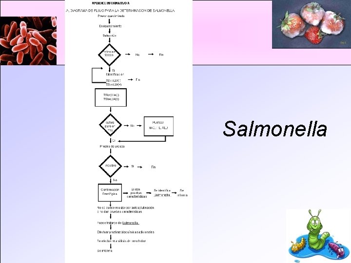 Salmonella 