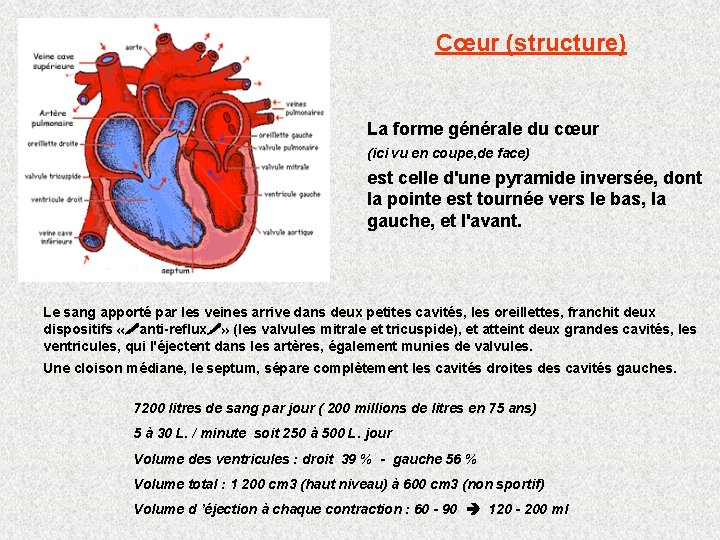 Cœur (structure) La forme générale du cœur (ici vu en coupe, de face) est