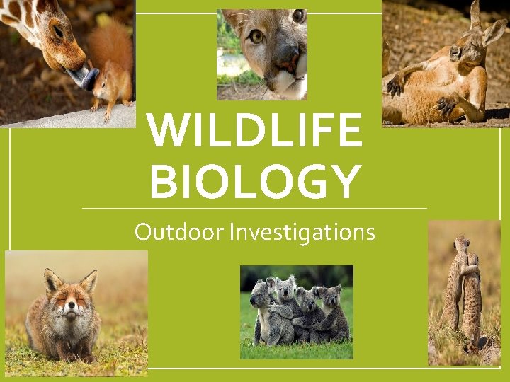 WILDLIFE BIOLOGY Outdoor Investigations 