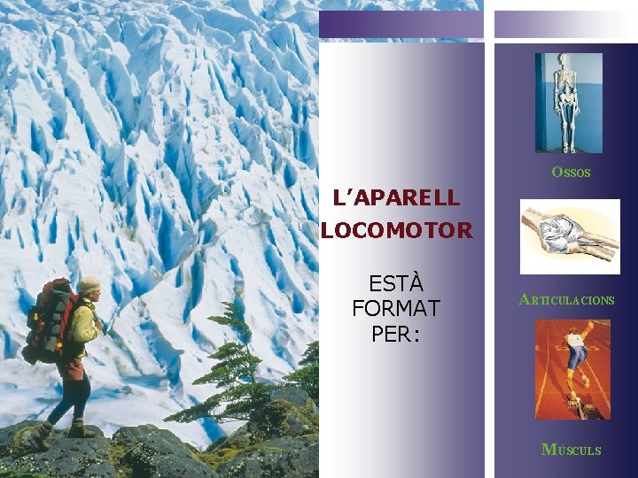 OSSOS L’APARELL LOCOMOTOR ESTÀ FORMAT PER: ARTICULACIONS MÚSCULS 