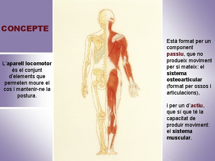 CONCEPTE L’aparell locomotor és el conjunt d’elements que permeten moure el cos i mantenir-ne