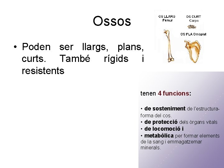 Ossos • Poden ser llargs, plans, curts. També rígids i resistents tenen 4 funcions: