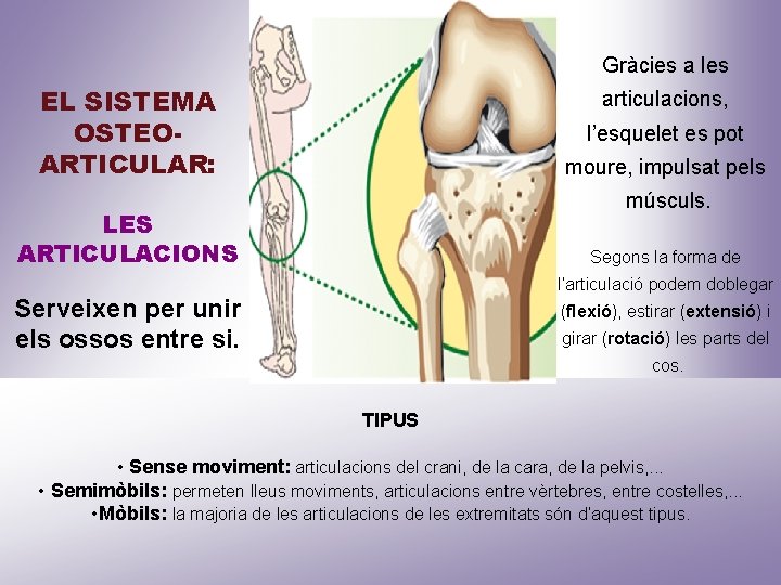 Gràcies a les EL SISTEMA OSTEOARTICULAR: articulacions, l’esquelet es pot moure, impulsat pels músculs.