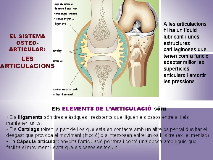 càpsula articular de teixit fibrós: pot tenir engruiximents i donar origen a lligaments EL