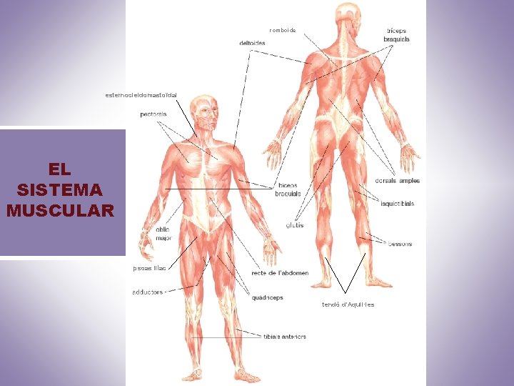 romboide esternocleidomastoïdal EL SISTEMA MUSCULAR psoas ilíac tendó d’Aquil·les 