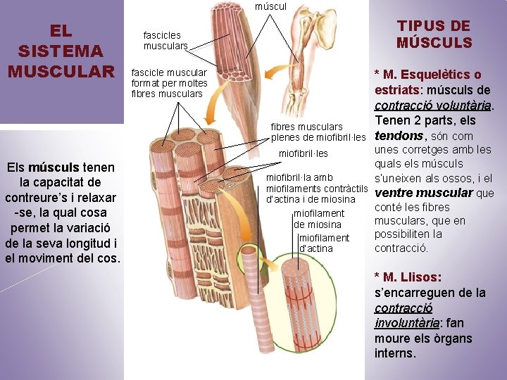 múscul EL SISTEMA MUSCULAR TIPUS DE MÚSCULS fascicles musculars fascicle muscular format per moltes