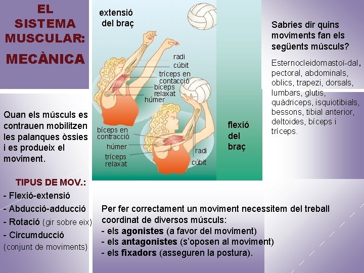 EL SISTEMA MUSCULAR: extensió del braç MECÀNICA Quan els músculs es contrauen mobilitzen les