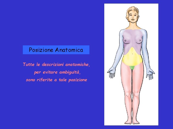 Posizione Anatomica Tutte le descrizioni anatomiche, per evitare ambiguità, sono riferite a tale posizione