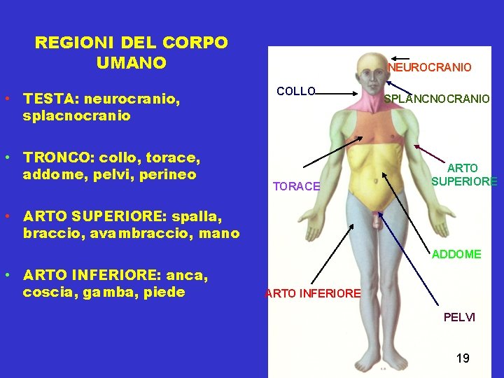 REGIONI DEL CORPO UMANO • TESTA: neurocranio, splacnocranio • TRONCO: collo, torace, addome, pelvi,