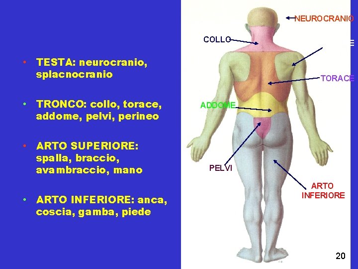 NEUROCRANIO COLLO • TESTA: neurocranio, splacnocranio • TRONCO: collo, torace, addome, pelvi, perineo •