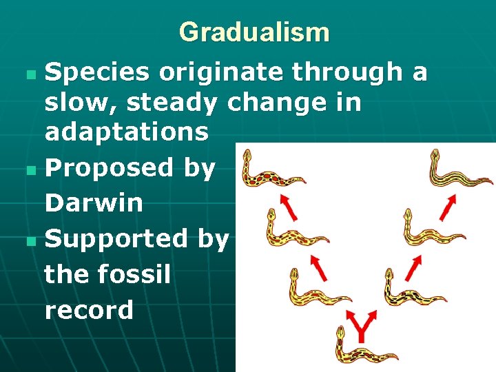 Gradualism Species originate through a slow, steady change in adaptations n Proposed by Darwin