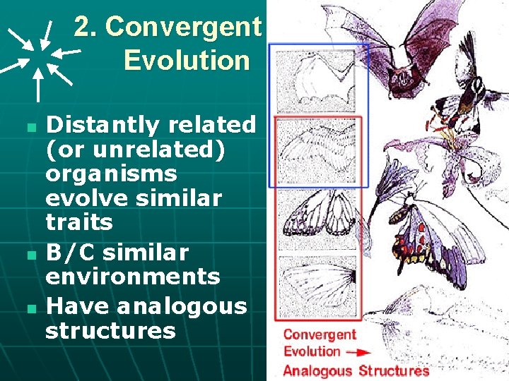 2. Convergent Evolution n Distantly related (or unrelated) organisms evolve similar traits B/C similar