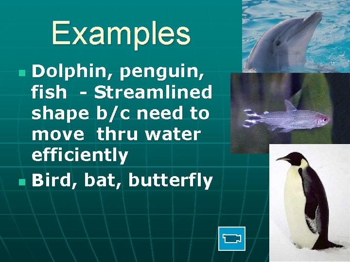 Examples Dolphin, penguin, fish - Streamlined shape b/c need to move thru water efficiently
