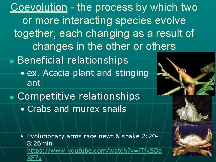 Coevolution - the process by which two or more interacting species evolve together, each