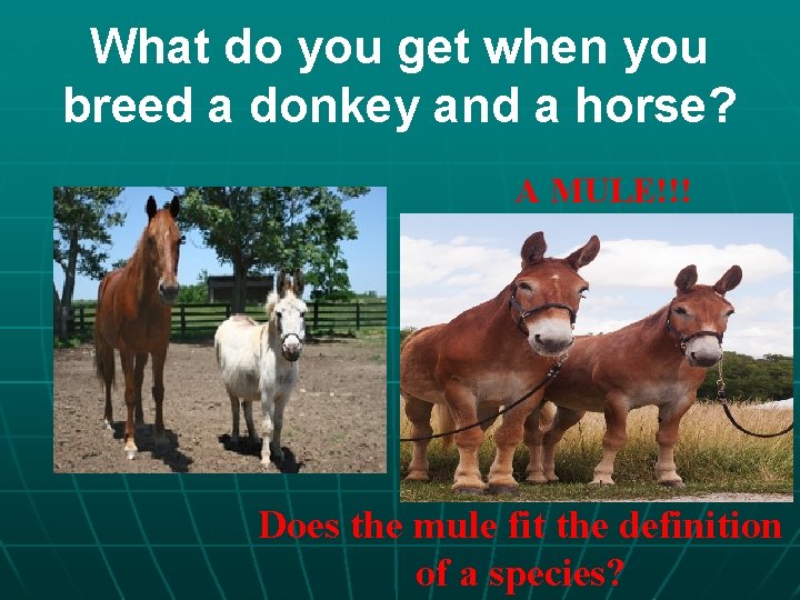 What do you get when you breed a donkey and a horse? A MULE!!!