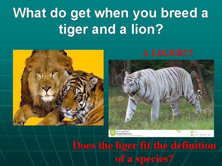 What do get when you breed a tiger and a lion? A LIGER!!! Does