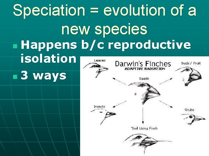 Speciation = evolution of a new species Happens b/c reproductive isolation n 3 ways