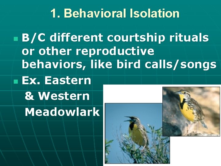 1. Behavioral Isolation B/C different courtship rituals or other reproductive behaviors, like bird calls/songs