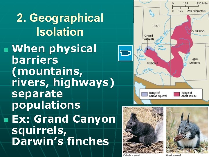 2. Geographical Isolation When physical barriers (mountains, rivers, highways) separate populations n Ex: Grand
