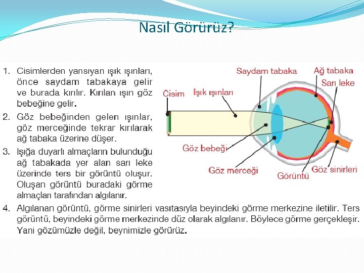Nasıl Görürüz? 