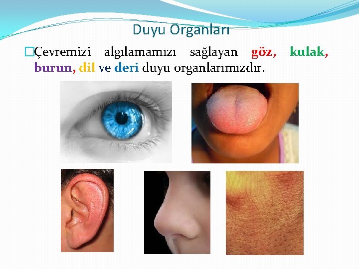 Duyu Organları �Çevremizi algılamamızı sağlayan göz, burun, dil ve deri duyu organlarımızdır. kulak, 