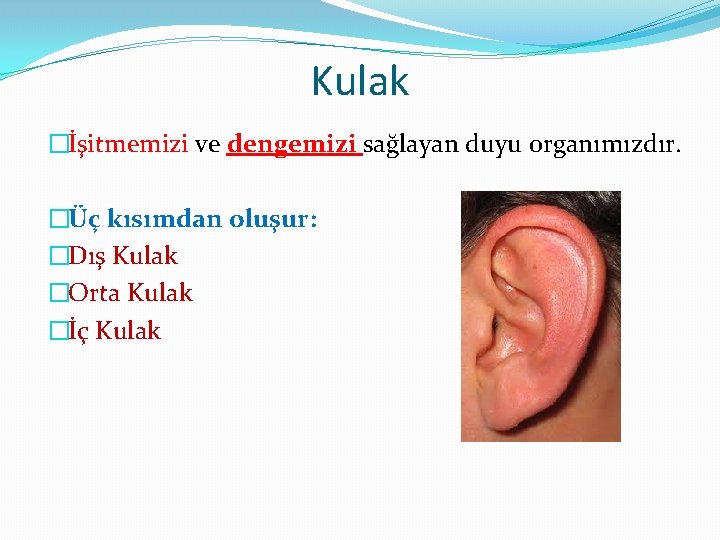 Kulak �İşitmemizi ve dengemizi sağlayan duyu organımızdır. �Üç kısımdan oluşur: �Dış Kulak �Orta Kulak