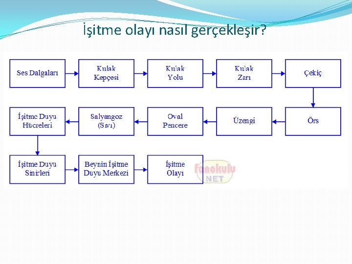 İşitme olayı nasıl gerçekleşir? 