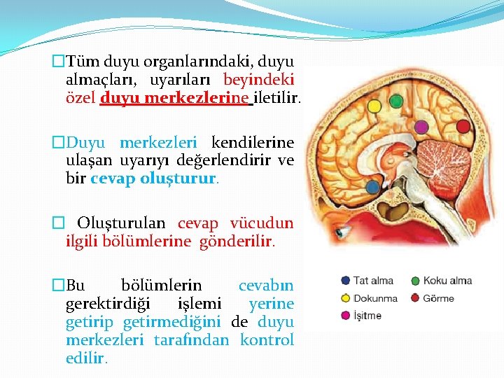 �Tüm duyu organlarındaki, duyu almaçları, uyarıları beyindeki özel duyu merkezlerine iletilir. �Duyu merkezleri kendilerine