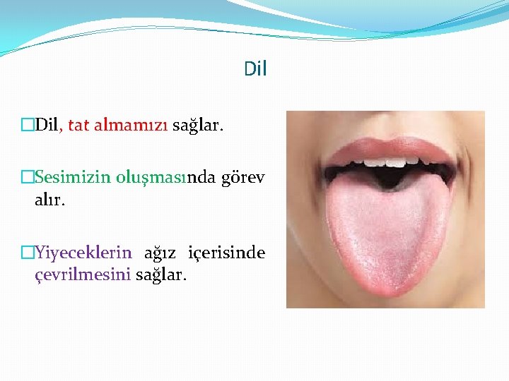 Dil �Dil, tat almamızı sağlar. �Sesimizin oluşmasında görev alır. �Yiyeceklerin ağız içerisinde çevrilmesini sağlar.