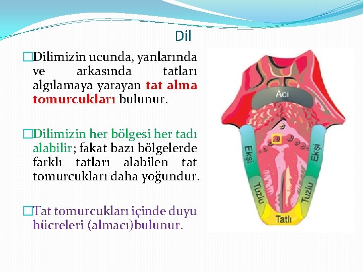 Dil �Dilimizin ucunda, yanlarında ve arkasında tatları algılamaya yarayan tat alma tomurcukları bulunur. �Dilimizin