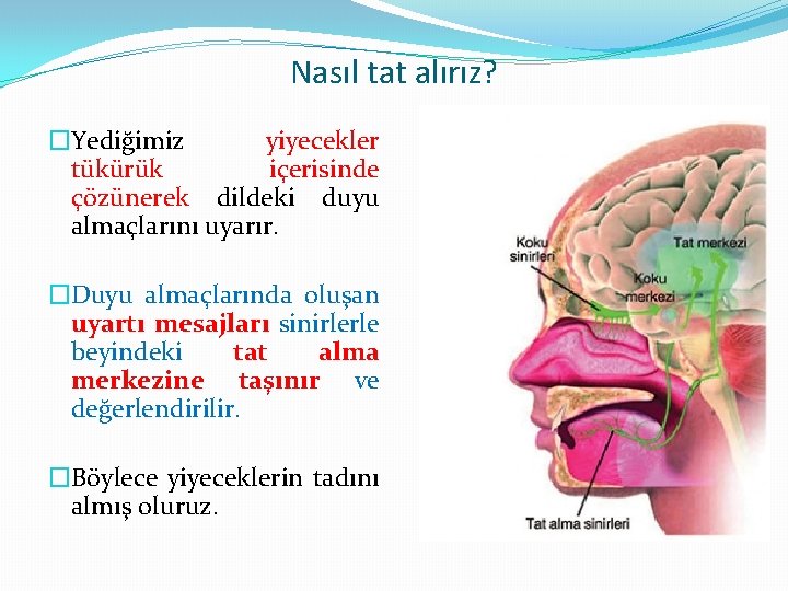 Nasıl tat alırız? �Yediğimiz yiyecekler tükürük içerisinde çözünerek dildeki duyu almaçlarını uyarır. �Duyu almaçlarında