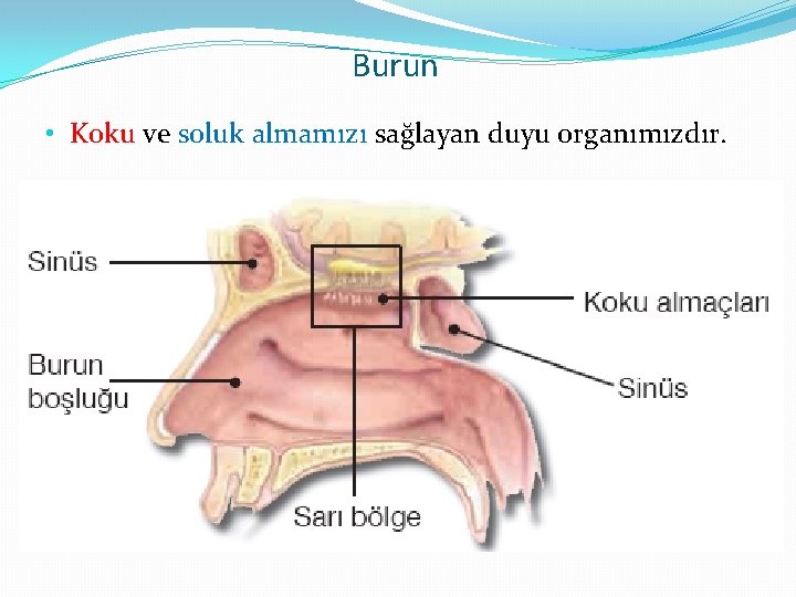 Burun • Koku ve soluk almamızı sağlayan duyu organımızdır. 