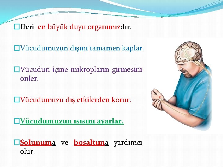 �Deri, en büyük duyu organımızdır. �Vücudumuzun dışını tamamen kaplar. �Vücudun içine mikropların girmesini önler.