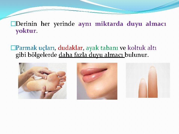 �Derinin her yerinde aynı miktarda duyu almacı yoktur. �Parmak uçları, dudaklar, ayak tabanı ve