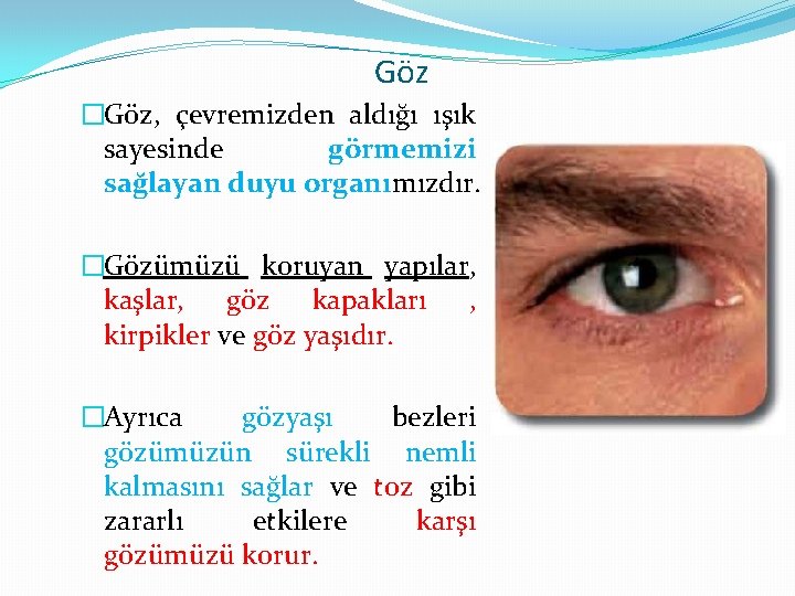 Göz �Göz, çevremizden aldığı ışık sayesinde görmemizi sağlayan duyu organımızdır. �Gözümüzü koruyan yapılar, kaşlar,